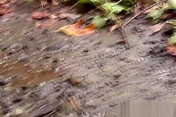 Asians leave piss puddles