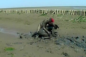 Dirty chickfight in mud