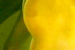 Exotic xxx scene homo Gay hot will enslaves your mind