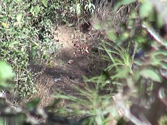 Girls Pissing video 24