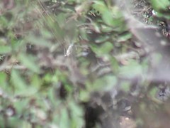 Girls Pissing video 24
