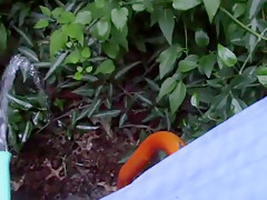 I piss in neighbors garden for 4 straight minutes after drinking 12 pack