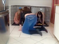3 Little Pigs