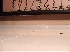 Rachel Cricket walkover flat