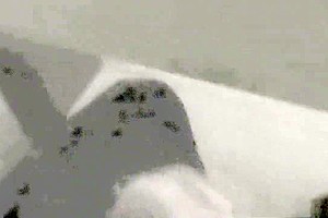 Ramming tgirl jugs jizzed