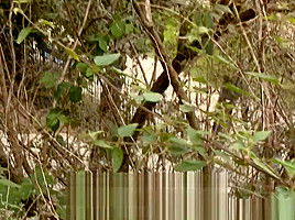 Slutty teen 18+ Girl Sucking StrangerВґs Cock on Street