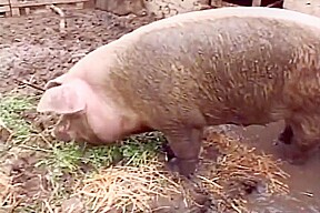 The Farm Of Xxl Mature Sluts - 2