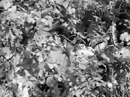 Tytot ja pojat samasta kylasta (1951)