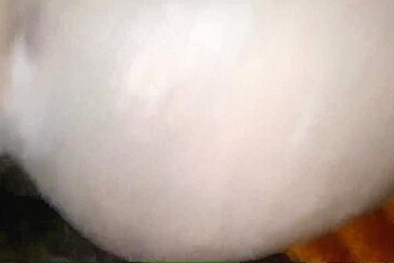 Wife Big Beautiful Sexy Ass Fuck With Stepbrother